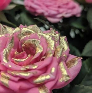 5/$20 SALE is growing